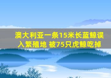 澳大利亚一条15米长蓝鲸误入繁殖地 被75只虎鲸吃掉